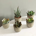Verdea Artificial Succulent Plant Decor