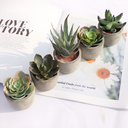 Verdea Artificial Succulent Plant Decor